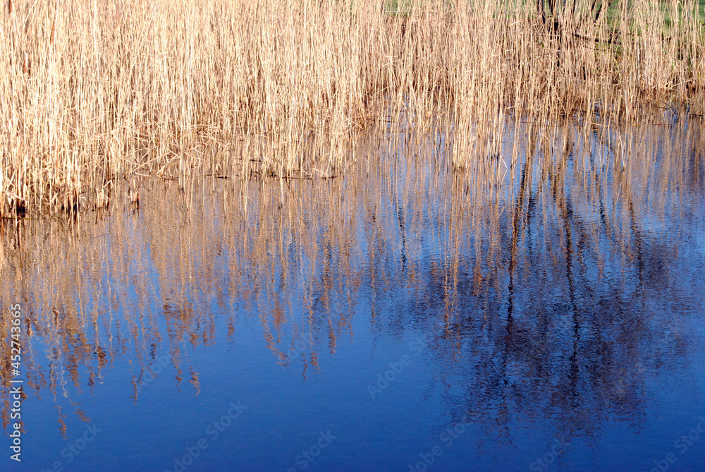 Reflections of Reeds in Blue Waters of Canal Reflections of Reeds in Blue Waters of Canal