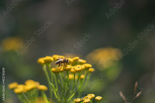 Closeup of yellow spring flowers on the ground in the sunlight across a fresh green morning background. Sunlight and honey bee on the flower © Souvik