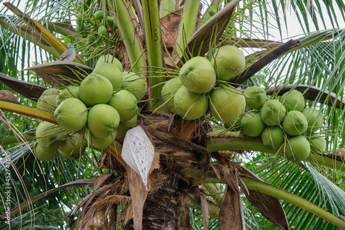 Bunch coconut on coconut tree