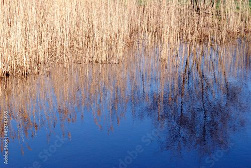 Reflections of Reeds in Blue Waters of Canal 