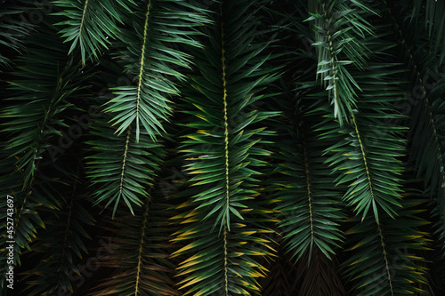 palm leaf jungle nature background