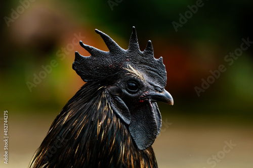 Close up shot of the head of black chicken rooster photo