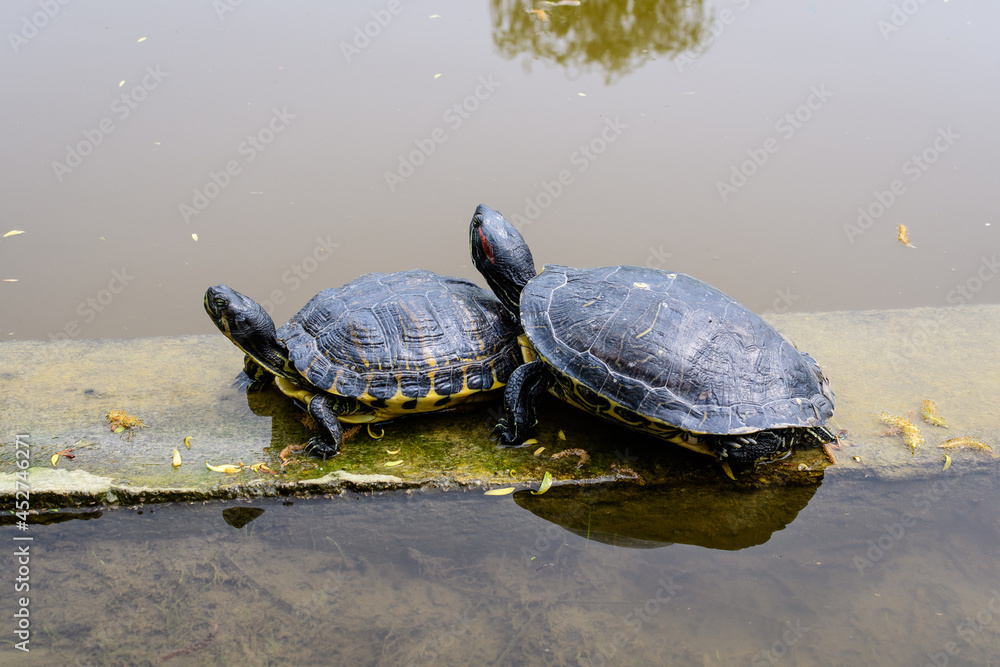 Fototapeta premium Two turtles laying in the sun heat near a lake in a sunny spring day, beautiful outdoor monochrome background photographed with selective focus.