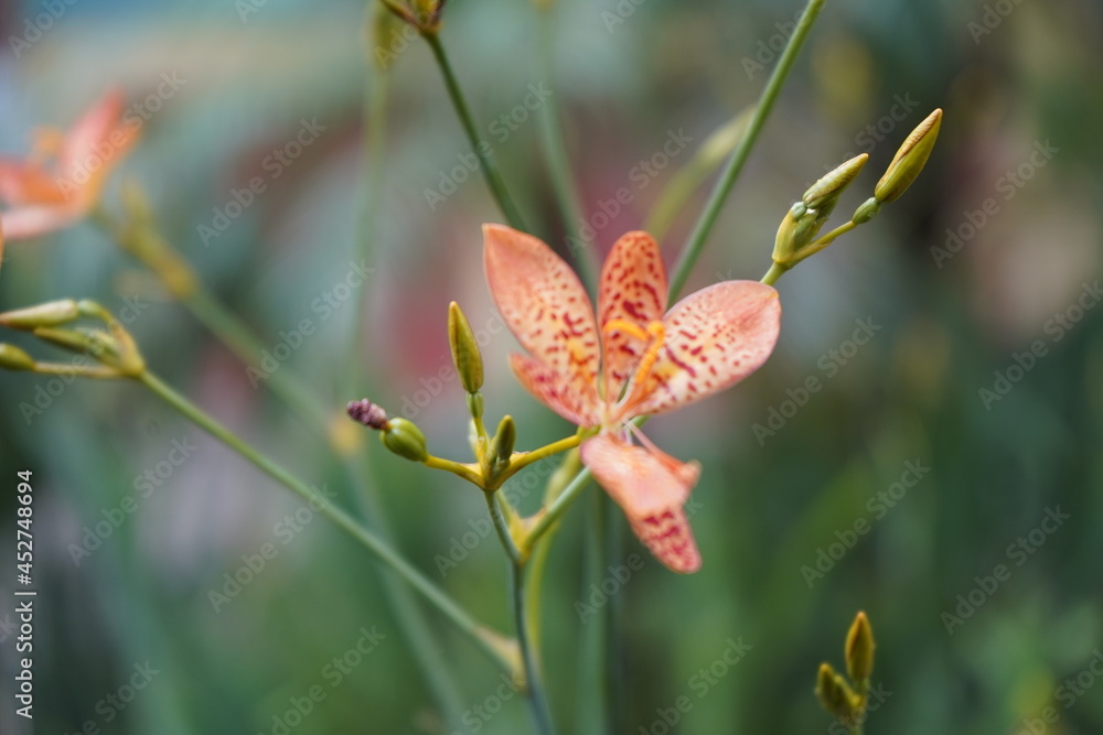 Orange Blackberry Lily Iris Flower with greenery in background. Orange Blackberry Lily Iris Flower with greenery in background.