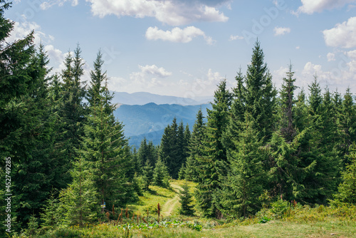 Green forest in Carpathian mountain range, Ukraine. Evergreen forest or coniferous trees in the valleys over the mountain peaks. 