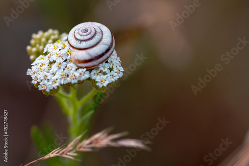 Fotografie Small land snail Helicella itala on a flower