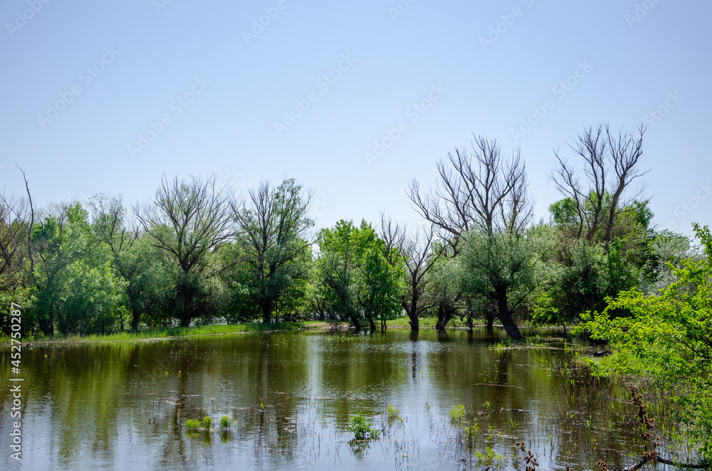Fototapeta premium lake in the forest