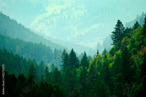 Obraz na płótnie Lush Green Pine Forest in Wilderness Mountains Growth Light Valley