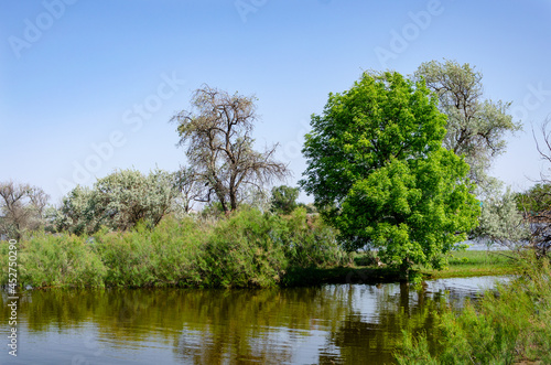 trees on the river