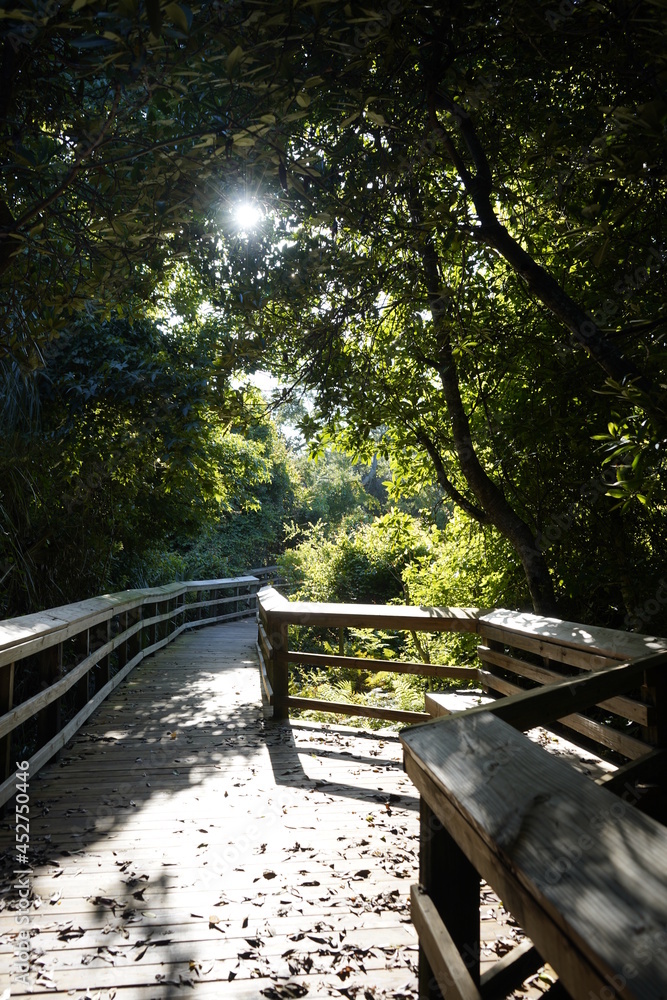 A Tree Canopy covers the Boardwalk on a beautiful day. 