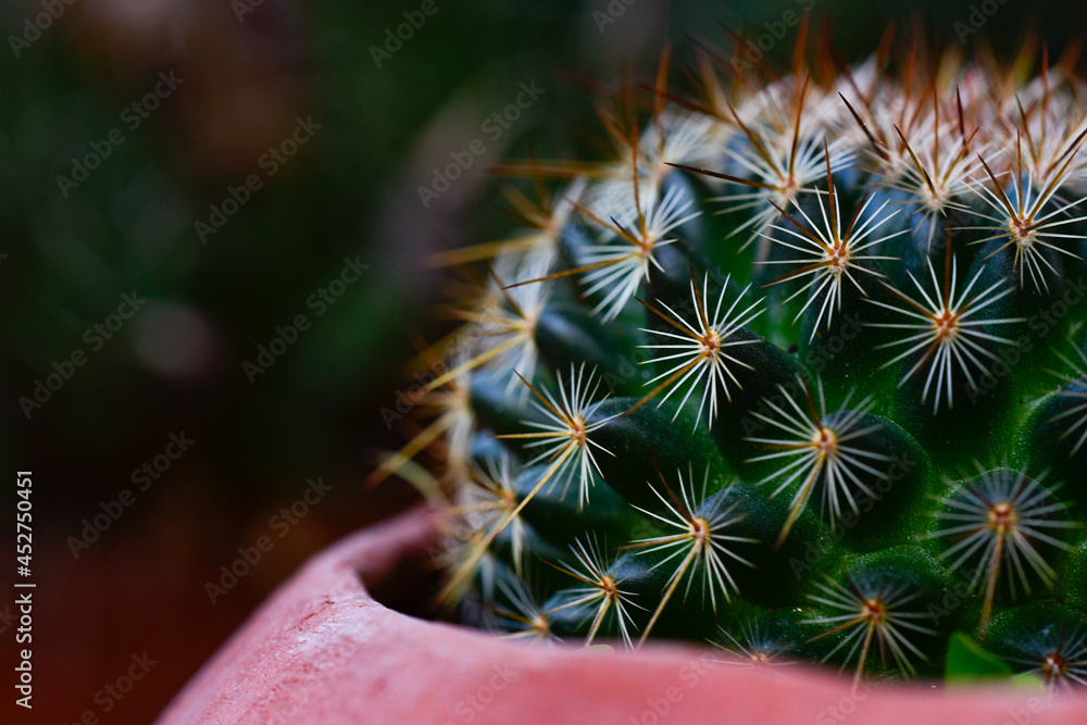 Closeup of a cactus. Cactus background. Closeup of a cactus. Cactus background.