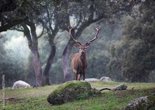 Red deer (Cervus elaphus) in its habitat at Sierra de Andújar Natural Park in Jaén, Spain.
Wildlife background. Fauna scenery. photo