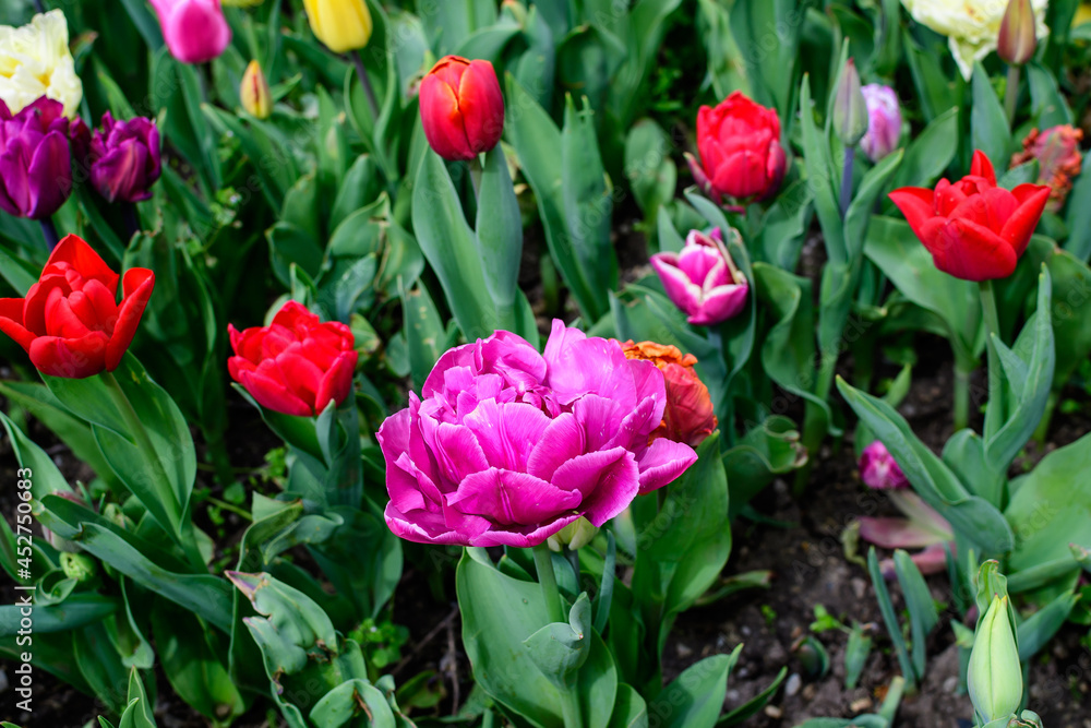 Close up of one large delicate double flowered pink tulip in full bloom in a sunny spring garden, beautiful outdoor floral background photographed with soft focus.