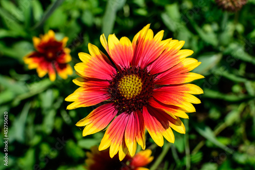 One vivid yellow and red Gaillardia flower  common known as blanket flower   and blurred green leaves in soft focus  in a garden in a sunny summer day  beautiful outdoor floral background.