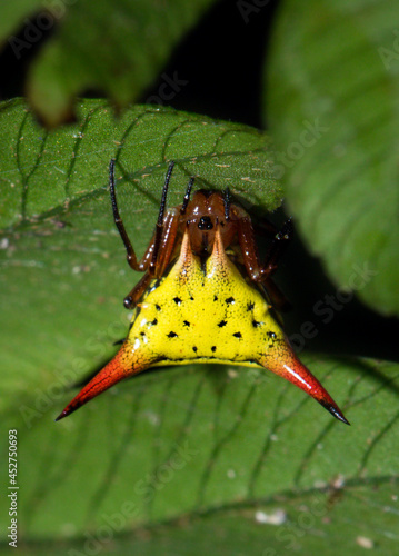 Arrow-shaped Micrathena (Micrathena sagittata) spider from Ecuador. Araña punta de flecha. photo