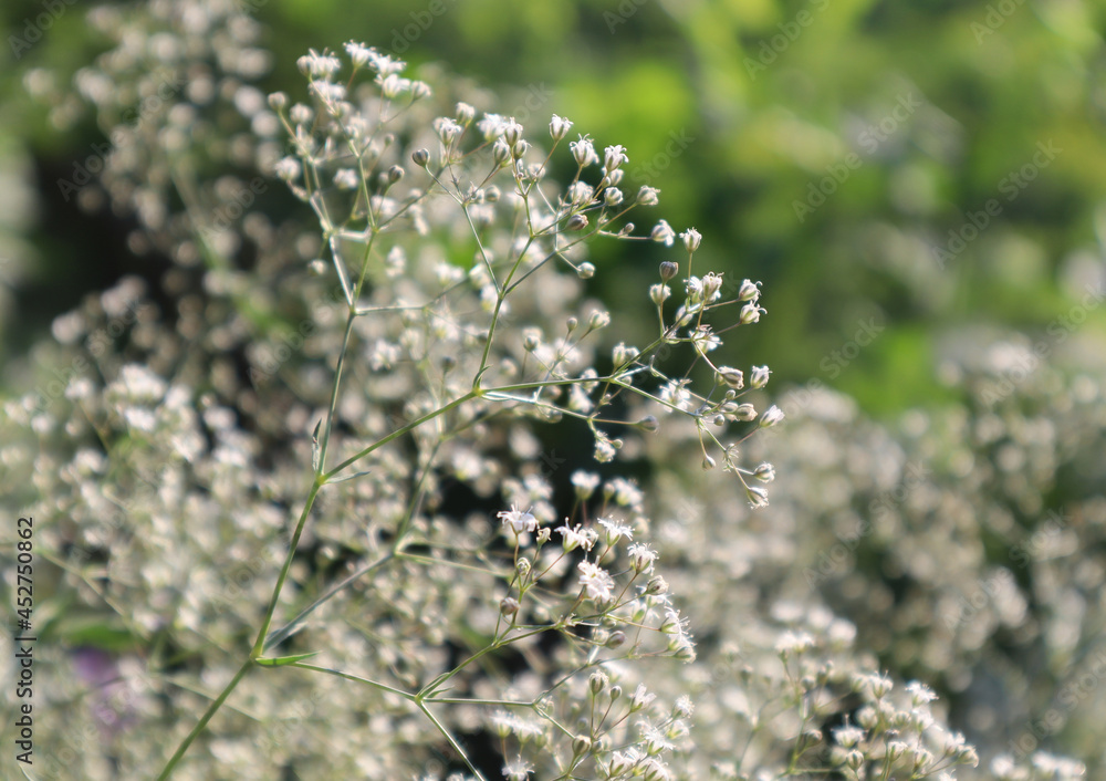 Natural floral background. Gypsophila flowers in the garden.
Natural floral background. Gypsophila flowers in the garden.