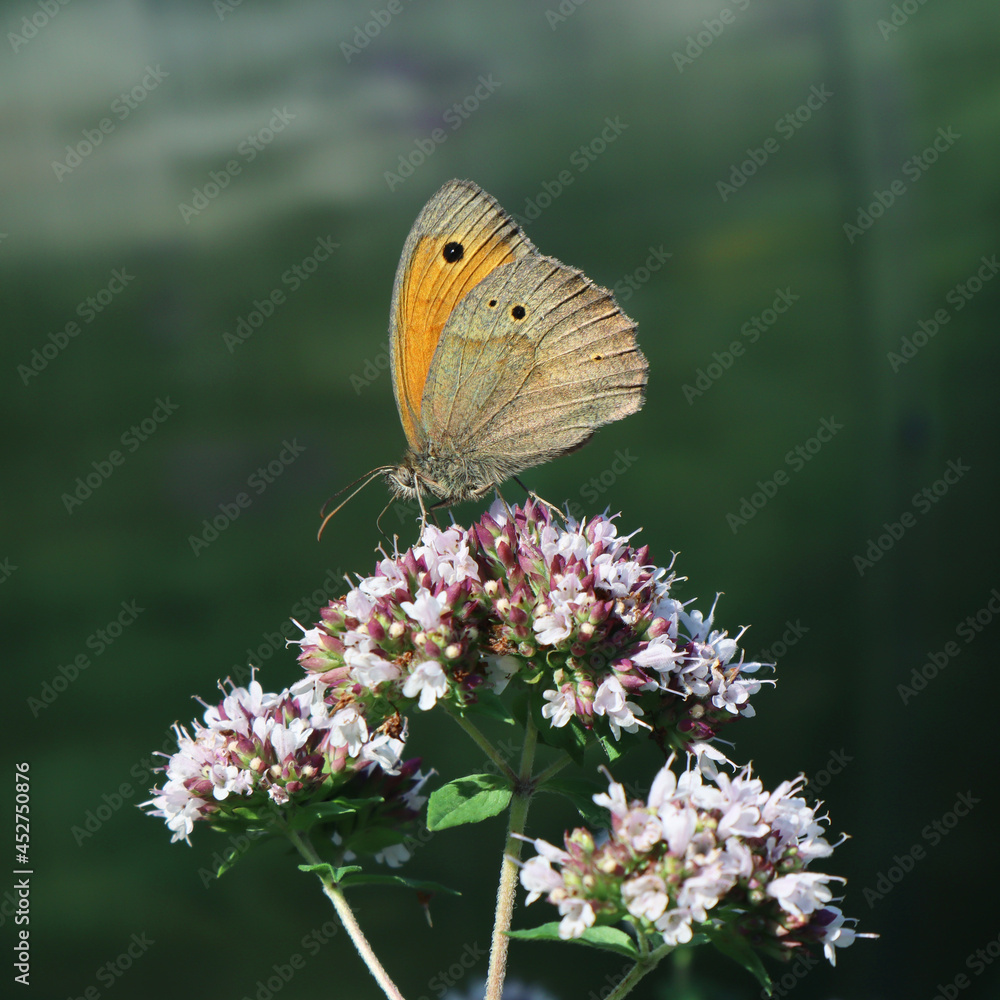 Fototapeta premium Common sennitsa butterfly sits on a sage flower 