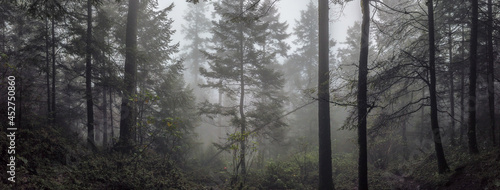 fog in the forest / bosque de niebla; Parque Nacional Cumbres del Ajusco, México. 