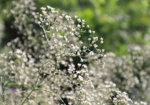 Natural floral background. Gypsophila flowers in the garden.
