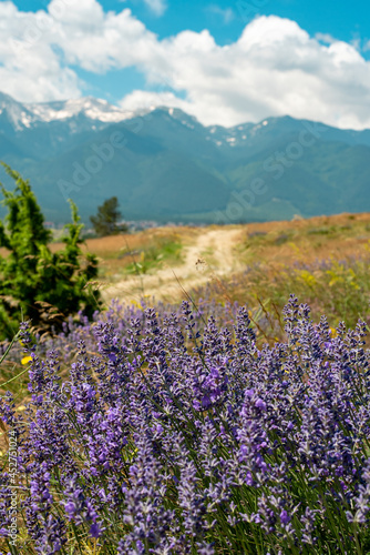 The road to the mountains. Lavender in the foreground