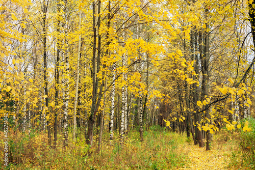 Bright yellow leaves on the trees