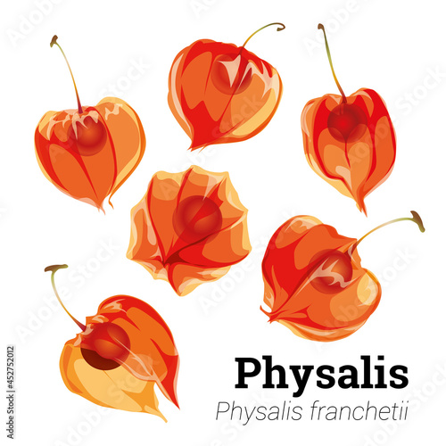 Physalis flowers isolated on a white background. Physalis berry botanical illustration.