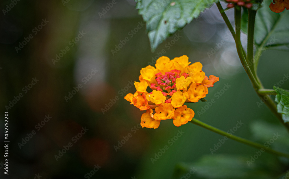flor 1 flor 1
