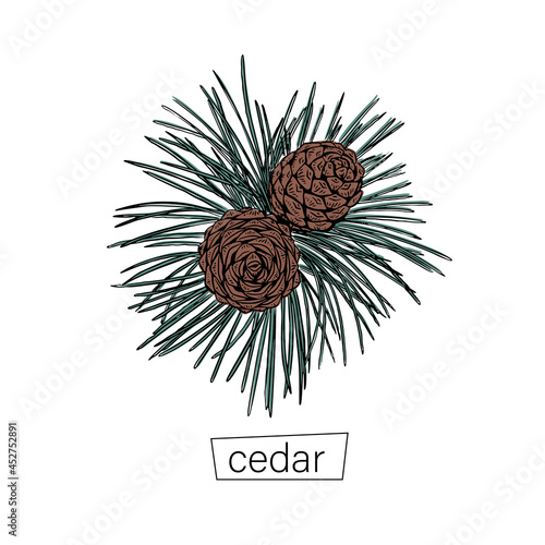 Vintage cedar sketch drawn, great design for any purposes. Modern art isolated vector graphic. Line drawing style.