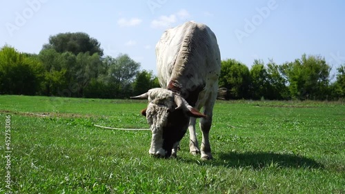 Bull in the meadow. Fighting bulls.