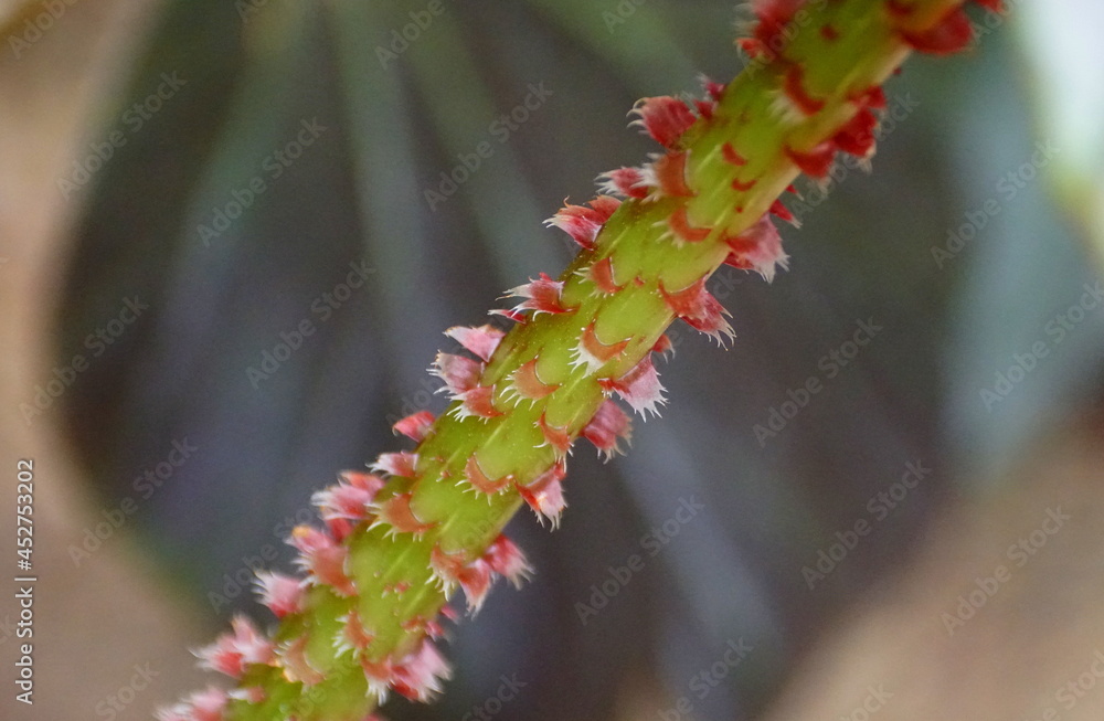 The hairy red stem of Rhizomatous Begonia plant The hairy red stem of Rhizomatous Begonia plant