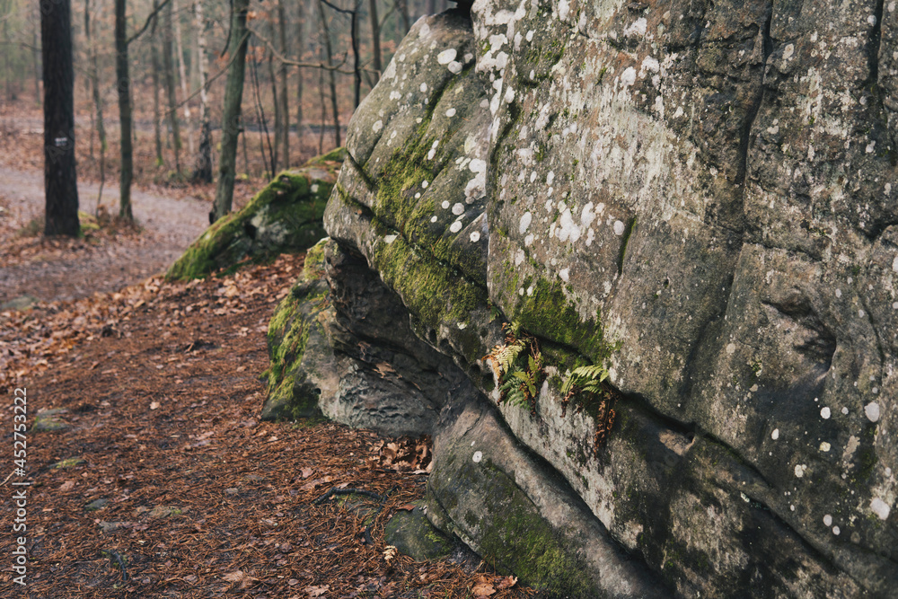 landscape with sandstone rock formation in the forest landscape with sandstone rock formation in the forest