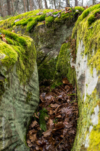 close up of sandstone rocks covered with green moss and lichens during fall season