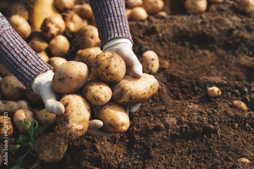 Hand harvesting potato at field  photo
