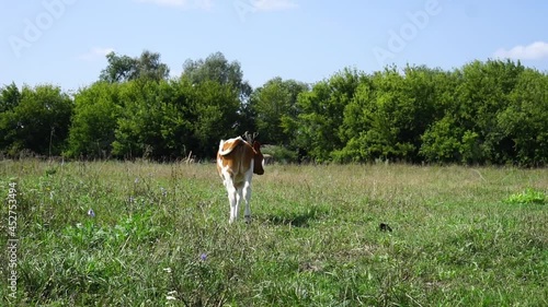 Calf with a cow in the meadow.