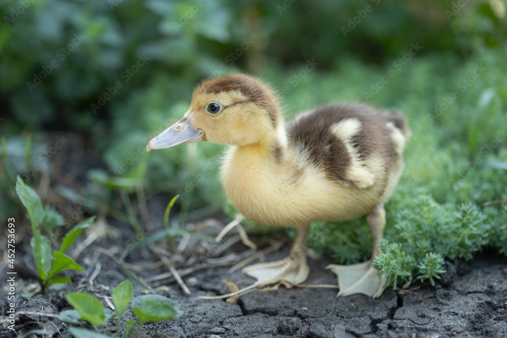 little ducklings on grass