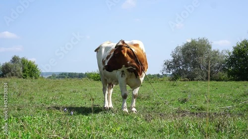 Cows on a summer pasture.