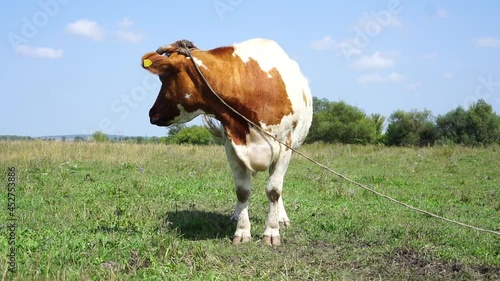Cows on a summer pasture.
