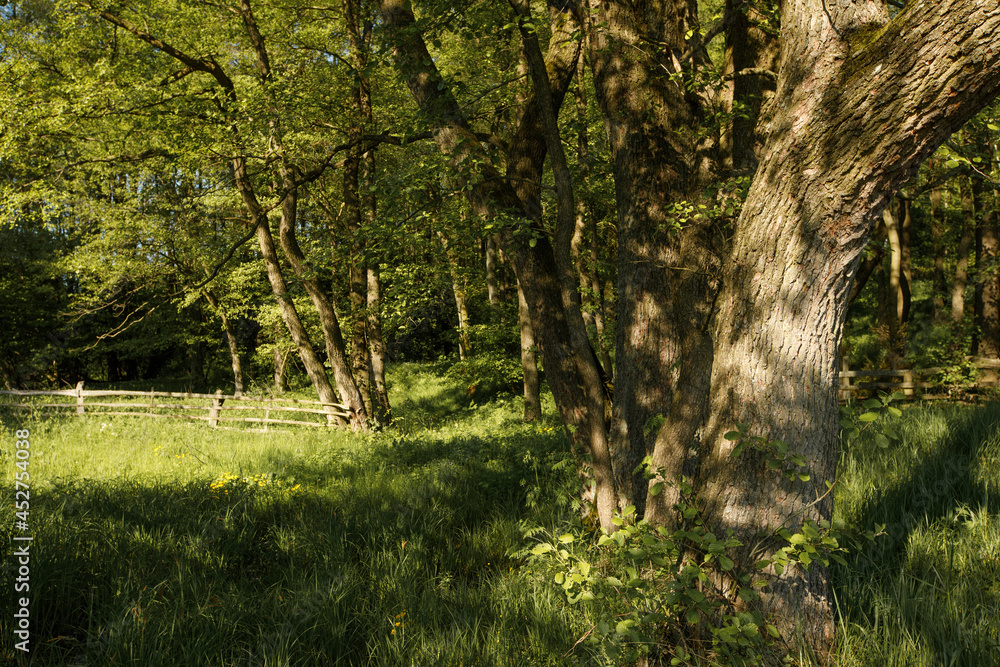 trees in the forest trees in the forest