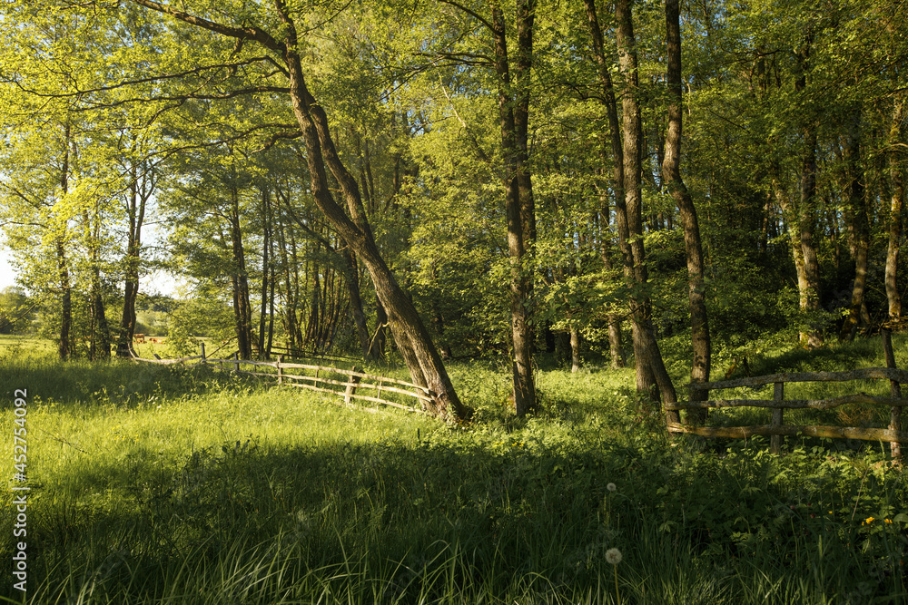 Obraz premium trees in the forest