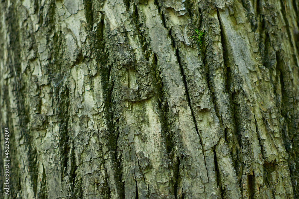 Closeup Tree Bark Texture For Background , Old Wood Tree background surface natural pattern Closeup Tree Bark Texture For Background , Old Wood Tree background surface natural pattern
