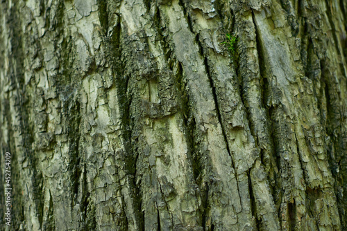 Closeup Tree Bark Texture For Background   Old Wood Tree background surface natural pattern