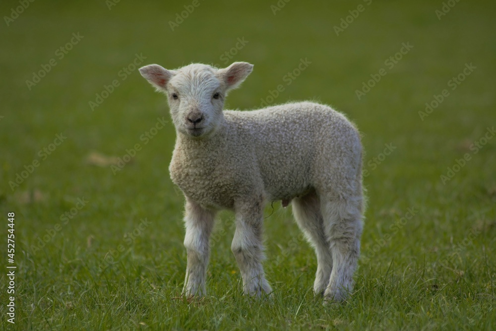 Lamb in the field Lamb in the field