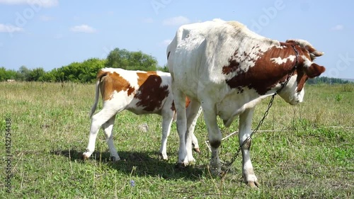 Calf with a cow in the meadow.