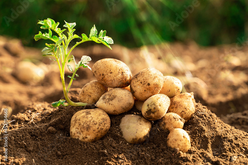 Photo potato on field