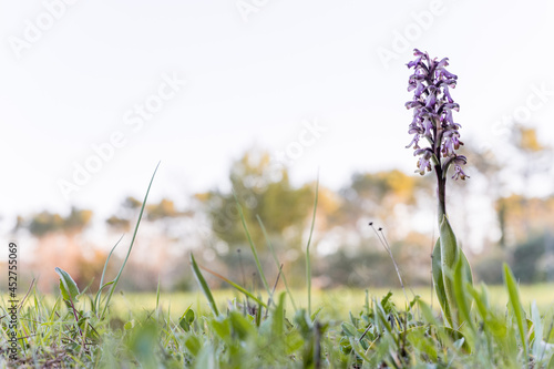 Orchidée à longues bractées, Barlie, Orchis géant, Var, Provence-Alpes-Côte d’Azur, France photo