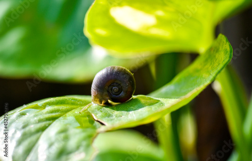 Close up of a small garden snail attached on the leaf in the garden.