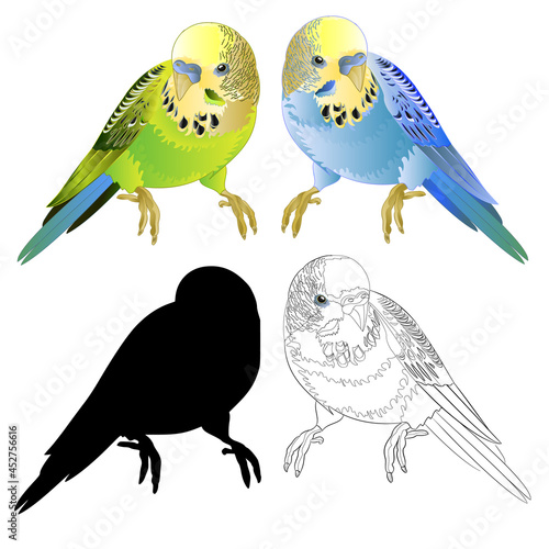 Green and blue parakeets , Budgerigar, home pet ,  or budgie or shell parakeet outline and silhouette    watercolor vintage vector illustration  editable hand draw