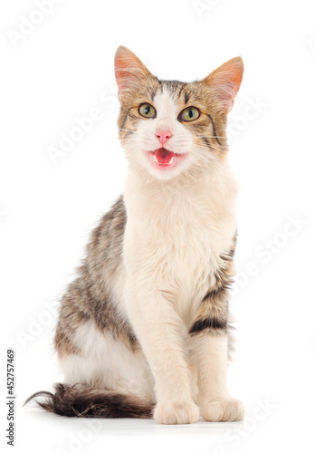 Wallpaper Mural Brown house cat. Torontodigital.ca