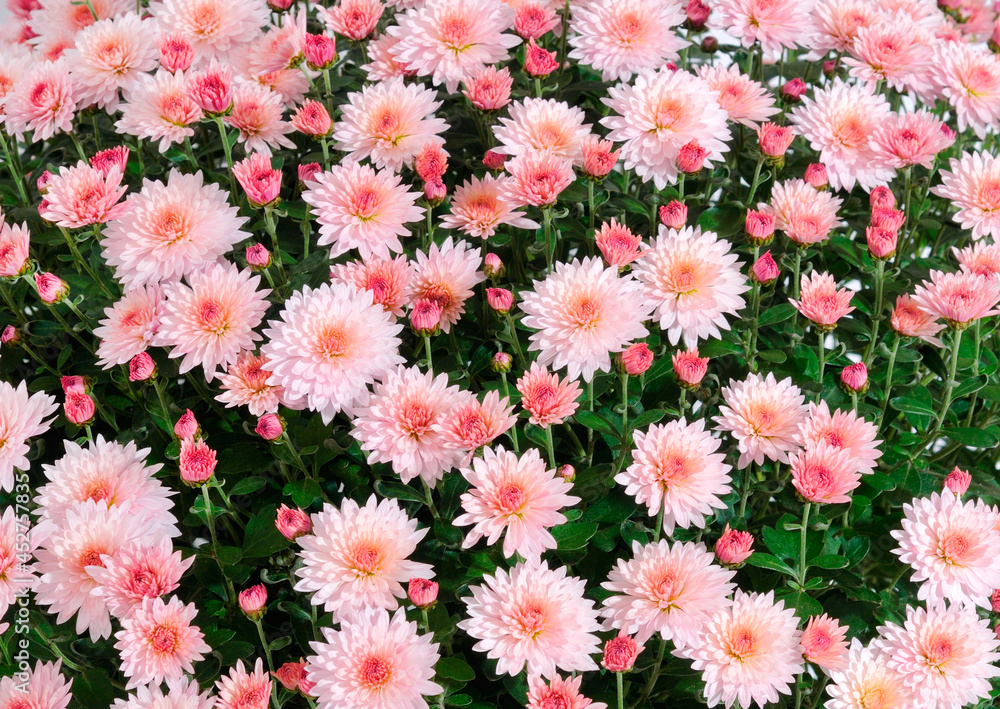 Flowers of chrysanthemum. Flowers of chrysanthemum.