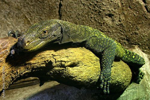 Varano cocodrilo ( Varanus salvadorii)
